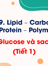 Bài 26. Glucose và saccharose (Tiết 1)